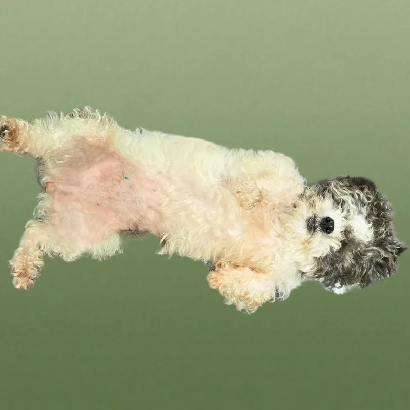 An adult small-sized female Gray / Blue / Silver Poodle (Toy) dog named Poppy for adoption in Loves Park, IL