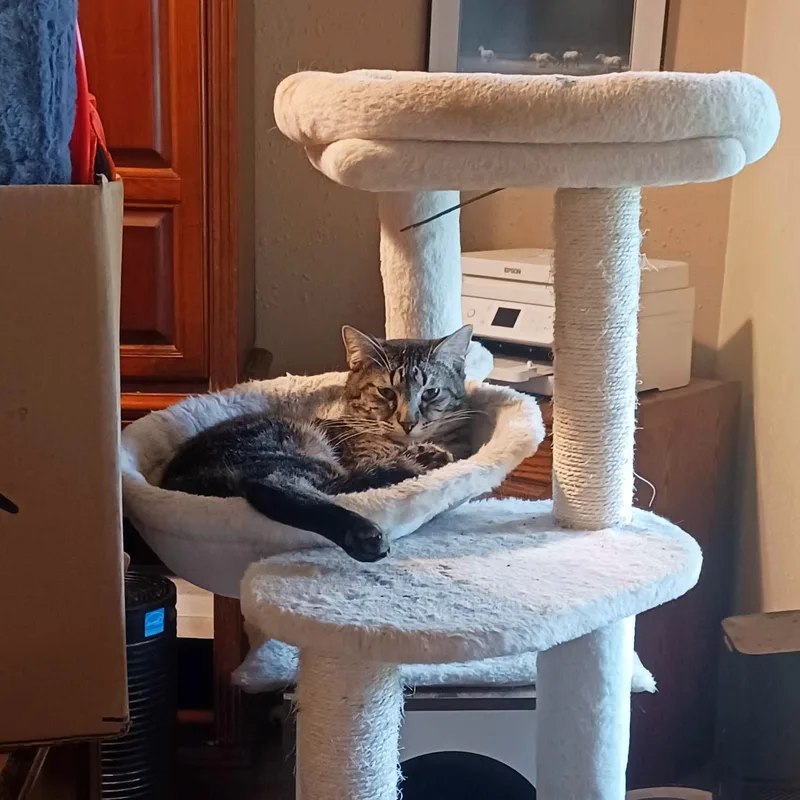 A young medium-sized male Tabby (Brown / Chocolate) Domestic Short Hair cat named Banksy for adoption in Guthrie, OK