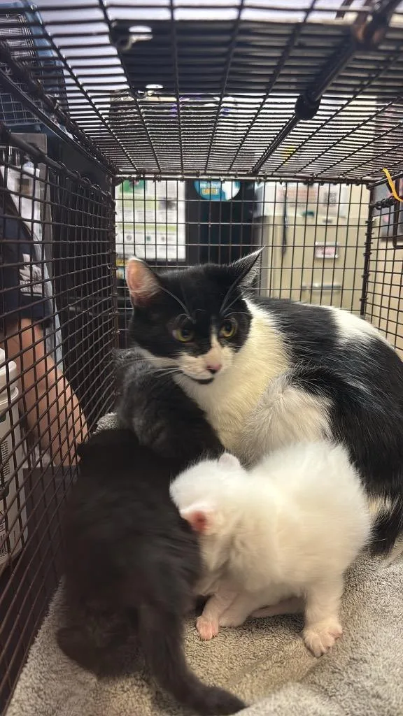 A young large-sized female Domestic Short Hair cat named Chip for adoption in New Braunfels, TX