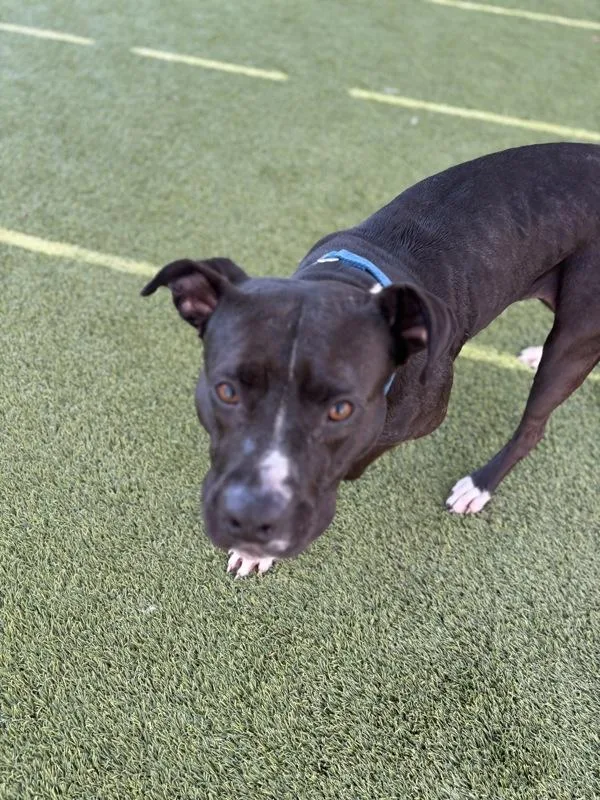 An adult large-sized female Pit Bull Terrier dog named Cleo for adoption in San Diego, CA
