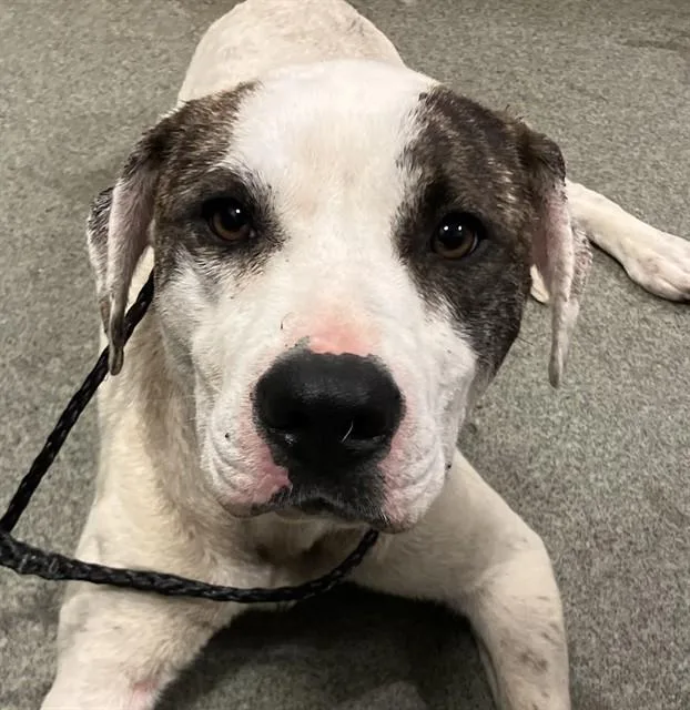 A young large-sized male Mixed Breed dog named Burt for adoption in Dallas, TX