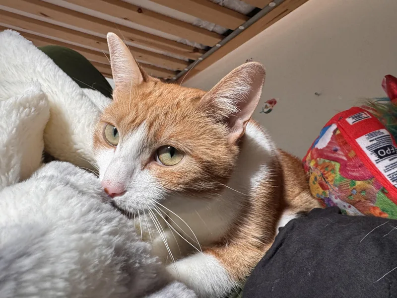 An adult medium-sized female Orange & White Domestic Short Hair cat named Rachel for adoption in Philadelphia, PA