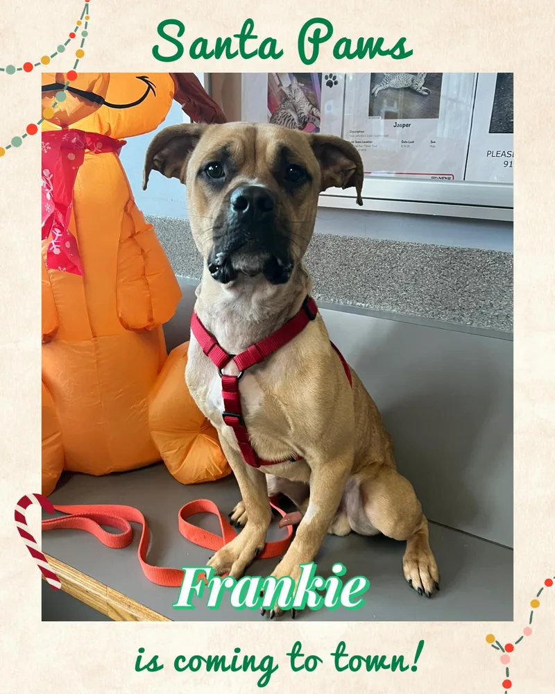 Frankie thumbnail 2