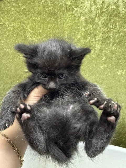 A baby small-sized female Domestic Short Hair cat named A for adoption in Riverside, CA