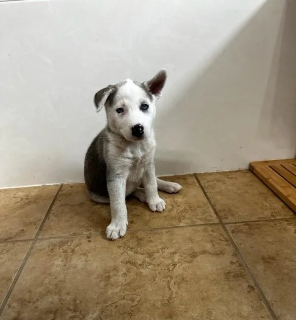 A baby medium-sized female White / Cream Husky dog named Britta for adoption in Pflugerville, TX