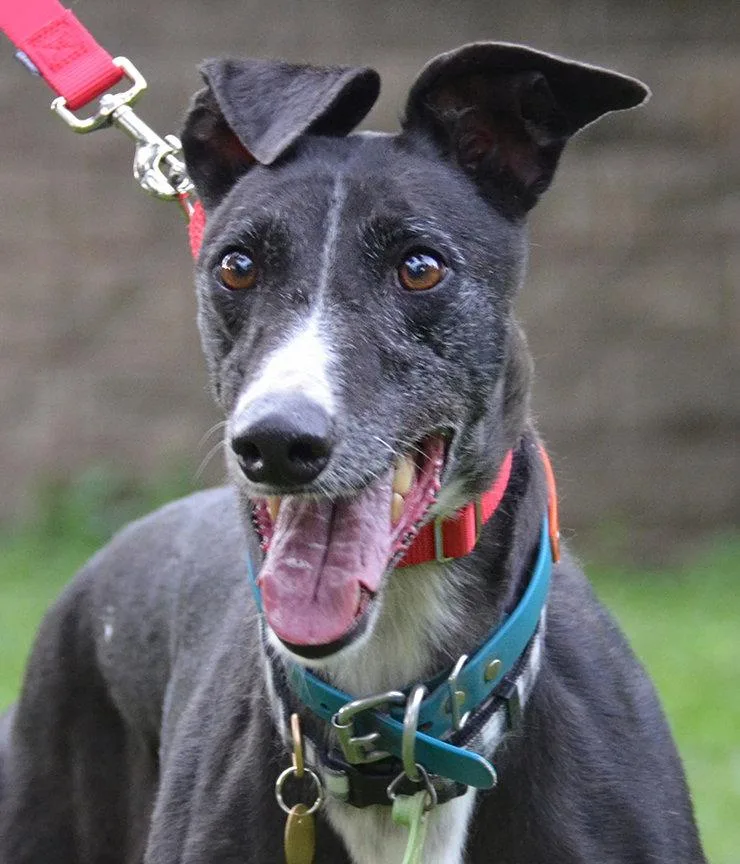 An adult medium-sized female Greyhound dog named Bonnie for adoption in Minneapolis, MN