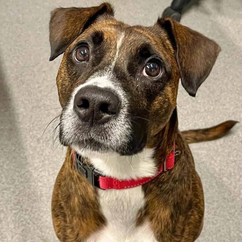 An adult medium-sized male Mixed Breed dog named Zeppelin for adoption in Moundsville, WV