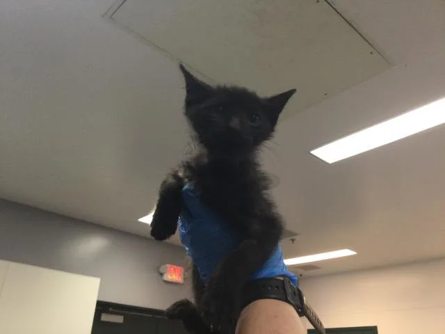A baby small-sized male Domestic Short Hair cat named Reggie for adoption in Thousand Palms, CA