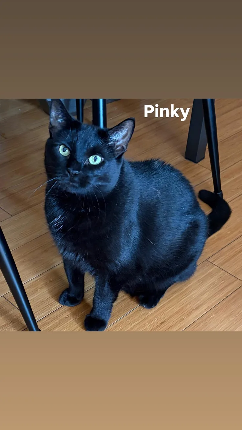 An adult medium-sized female Domestic Short Hair cat named Pinky for adoption in Ardsley, NY