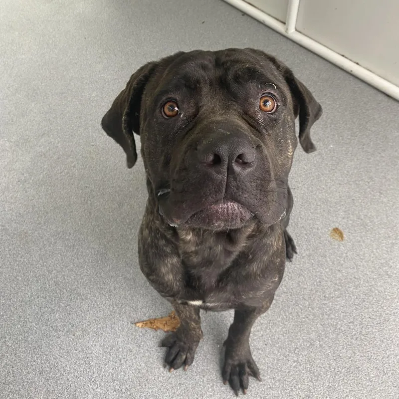 A young extra large-sized female Mixed Breed dog named Princess for adoption in Davenport, IA