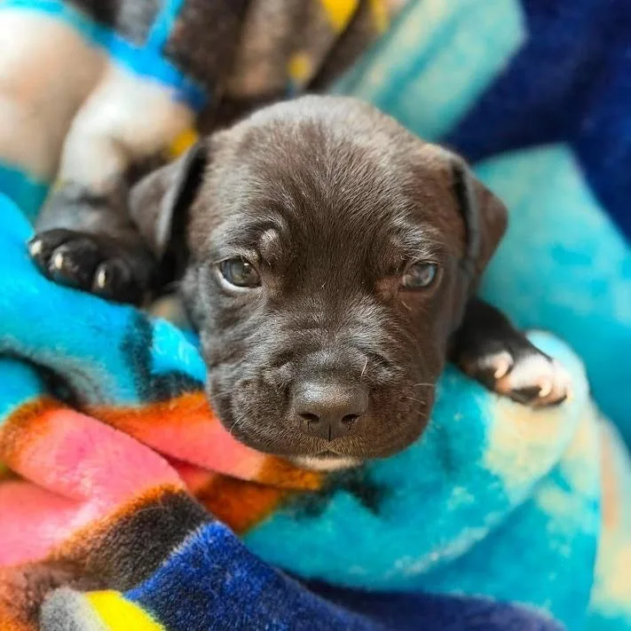 A baby small-sized male Black Labrador Retriever dog named Junior Mint for adoption in North Charleston, SC