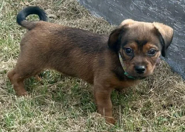 A baby small-sized female Dachshund dog named Apple Nugget for adoption in Watertown, CT