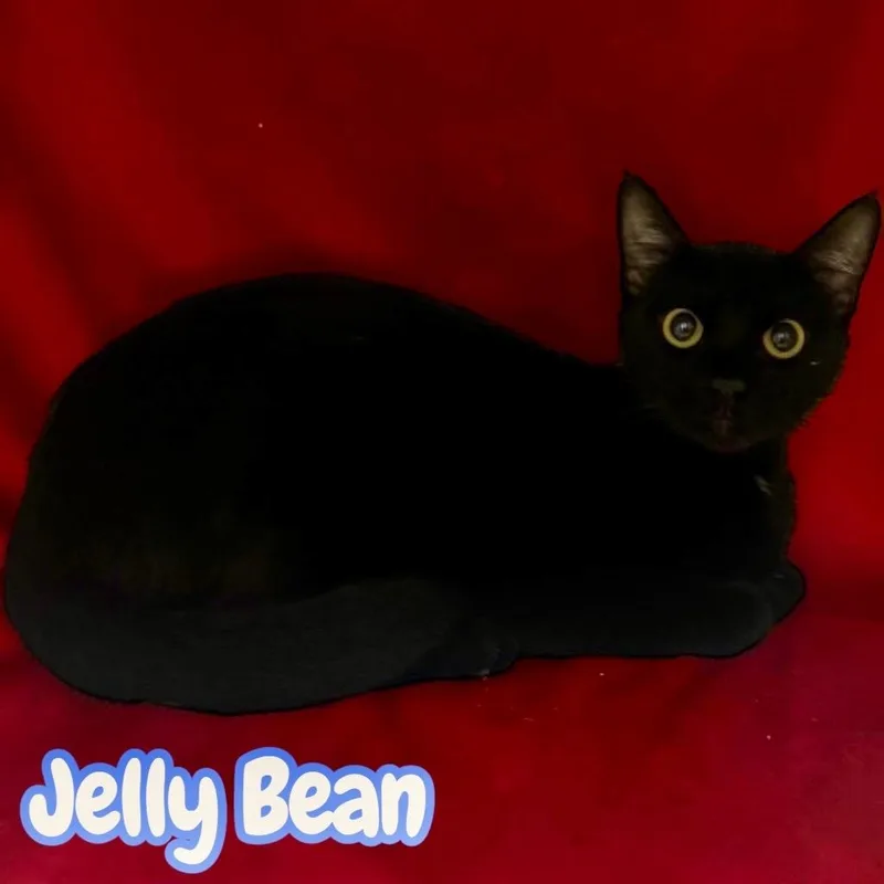 Jelly Bean thumbnail 2