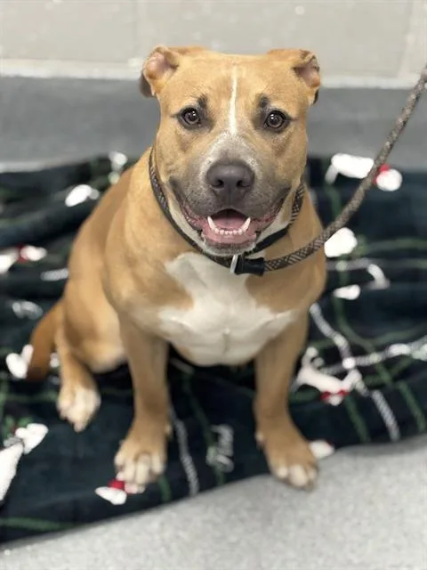 A young medium-sized female Pit Bull Terrier dog named Winter for adoption in Indianapolis, IN