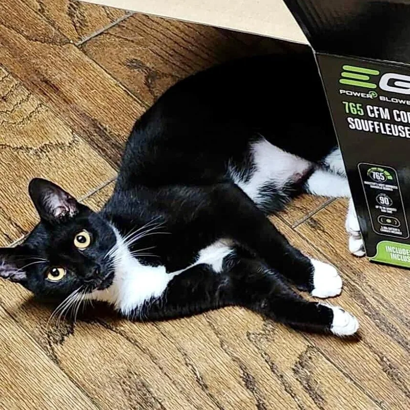 A baby medium-sized female Black & White / Tuxedo Domestic Short Hair cat named Double Stuf Oreo for adoption in Richmond, VA