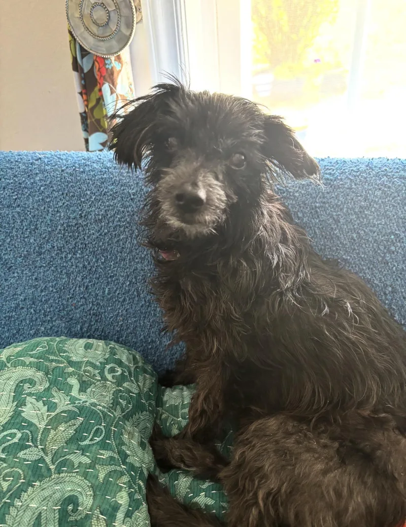 A senior small-sized female Silky Terrier dog named Bonnie for adoption in Hillsborough, NC