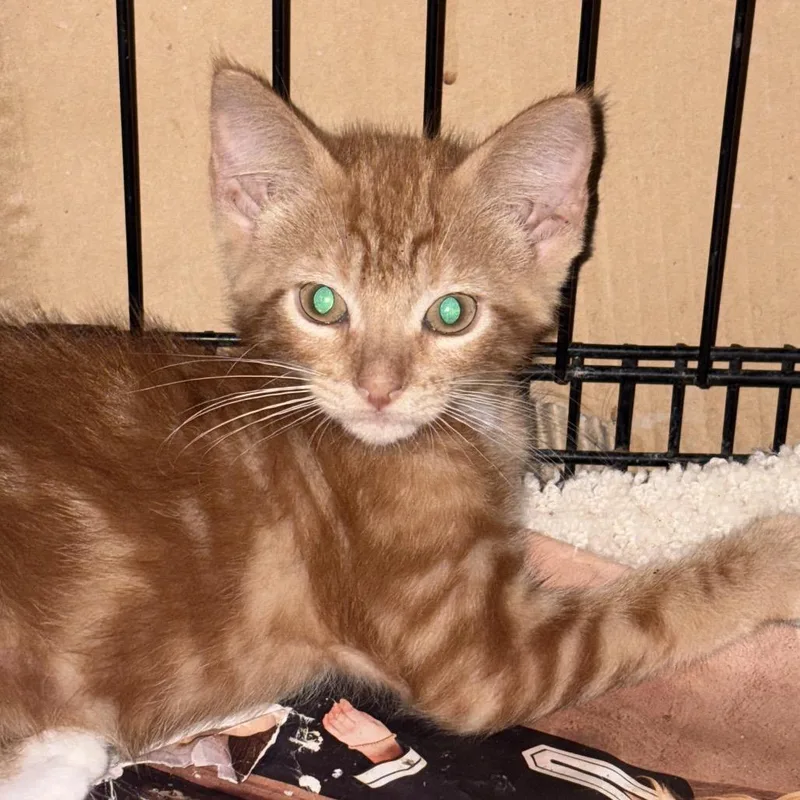 A baby small-sized male Orange / Red Domestic Short Hair cat named Dandi for adoption in Santa Fe, TX