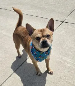 Zeke