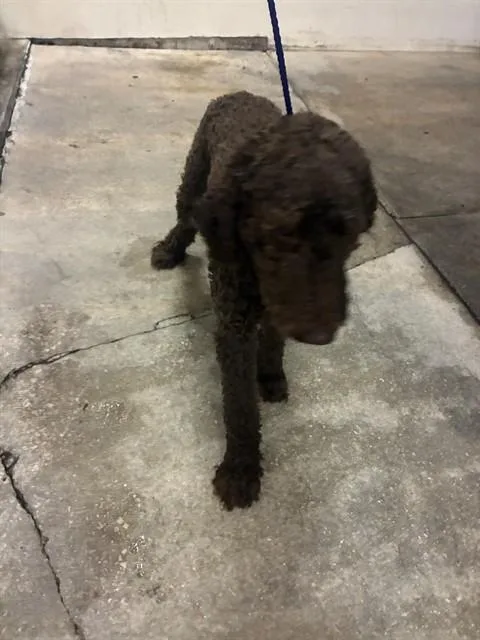 A young large-sized male Poodle dog named Toro for adoption in Miami, FL