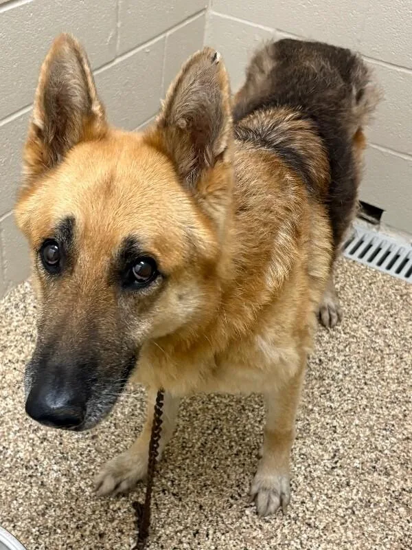 An adult medium-sized male Yellow / Tan / Blond / Fawn German Shepherd Dog dog named Charli for adoption in Katy, TX