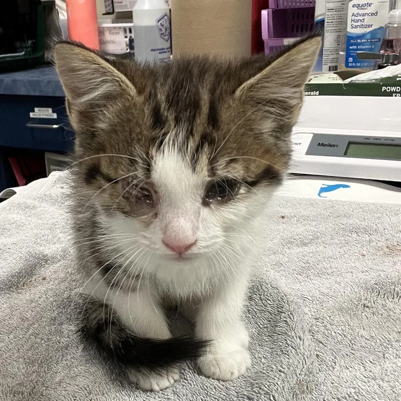 A baby small-sized male Brown / Chocolate Domestic Medium Hair cat named Rowan for adoption in Lynchburg, VA