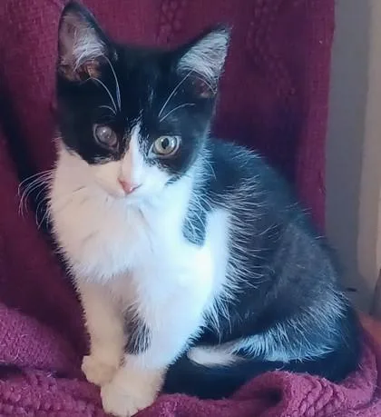 A young medium-sized male Domestic Short Hair cat named Spot for adoption in New Hope, PA