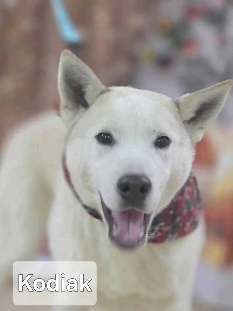 A young large-sized male White / Cream Siberian Husky dog named Kodiak for adoption in Walthill, NE