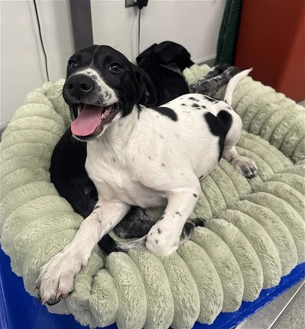 A baby medium-sized female German Shorthaired Pointer dog named Sihouette for adoption in Ontario, CA
