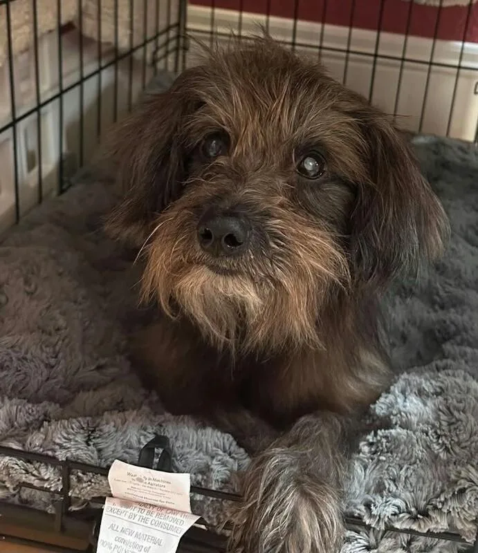 An adult small-sized male Terrier dog named Nubster for adoption in Windsor, CO