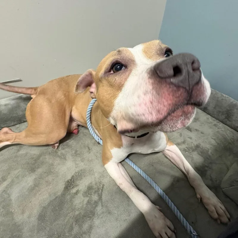 An adult medium-sized male Yellow / Tan / Blond / Fawn Mixed Breed dog named Rocket for adoption in Oak Park, IL