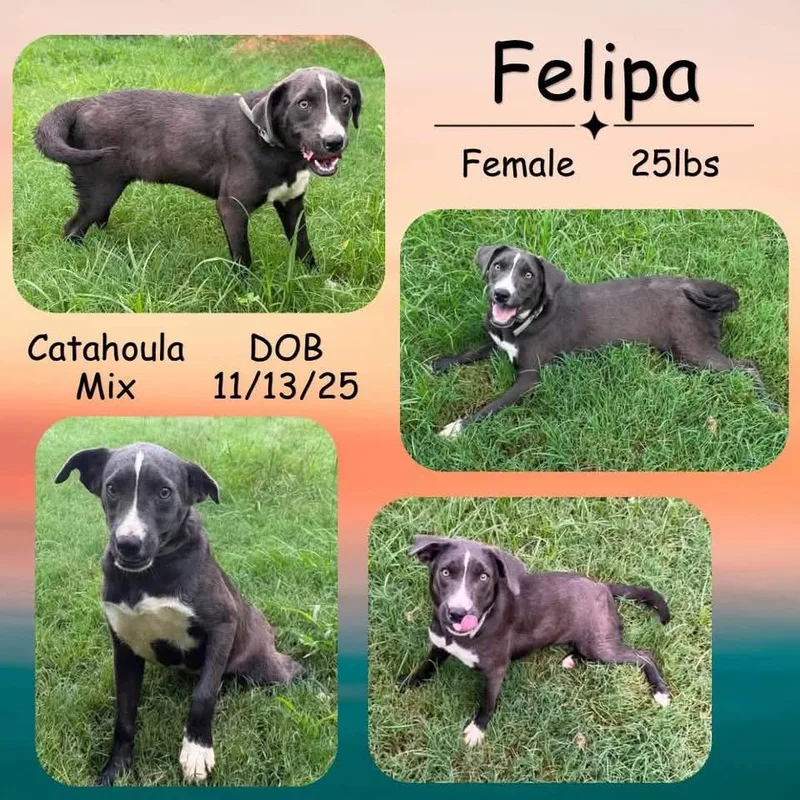 A baby small-sized female Gray / Blue / Silver Catahoula Leopard Dog dog named Felipa for adoption in Caldwell, TX