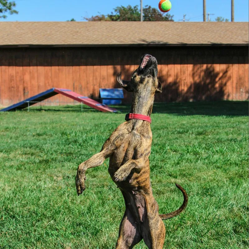 An adult large-sized female Brindle Pit Bull Terrier dog named Flower for adoption in Columbia, MO