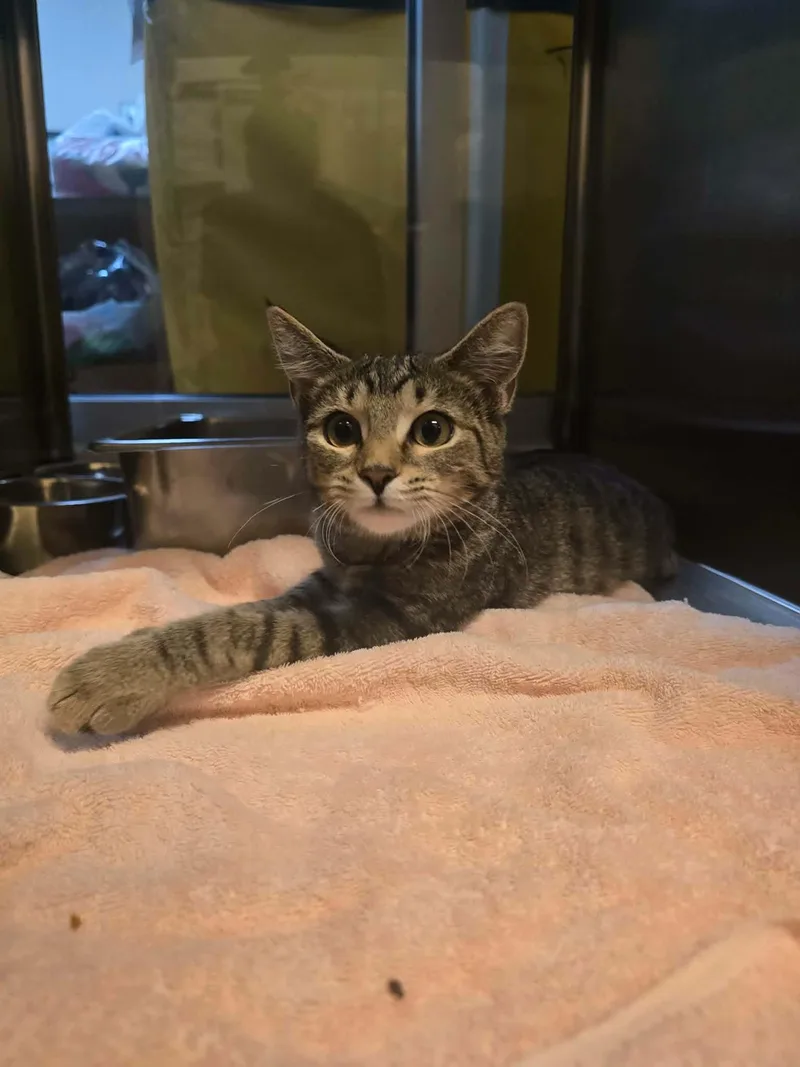 A baby medium-sized male Tabby (Tiger Striped) Domestic Short Hair cat named Lucky for adoption in Chambersburg, PA
