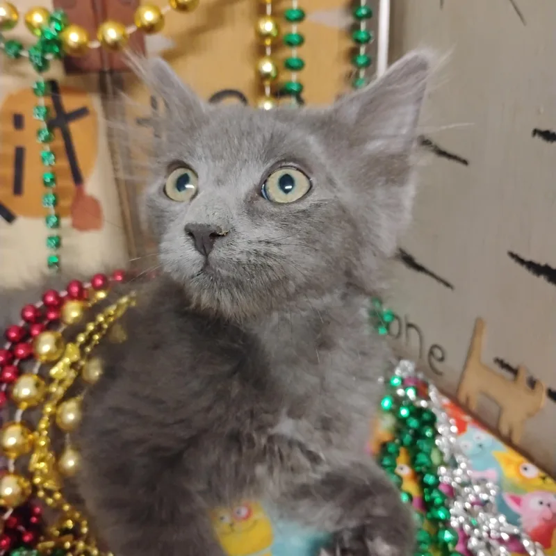 A baby small-sized female Gray / Blue / Silver Domestic Medium Hair cat named Betty Rubble Blu Gray for adoption in Phoenix, AZ