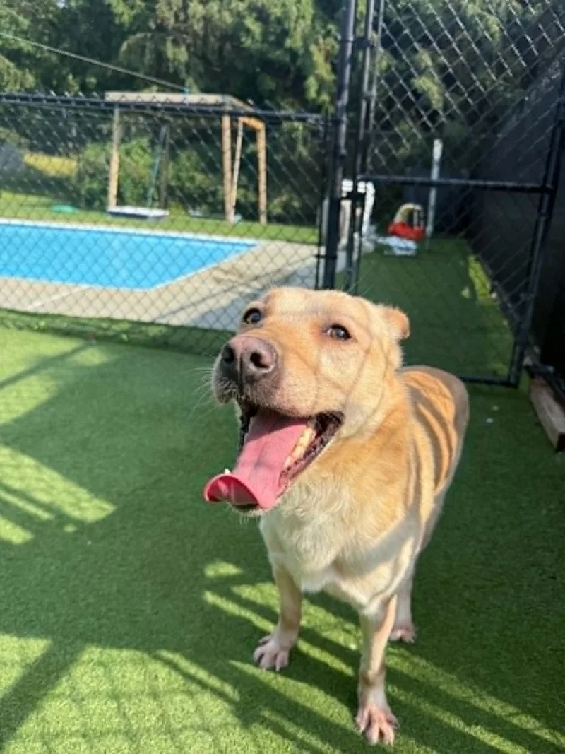 An adult medium-sized male Yellow Labrador Retriever dog named Winston for adoption in Groton, CT