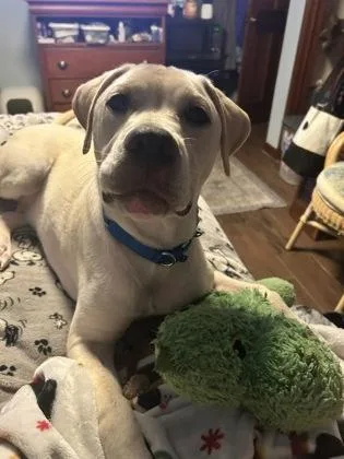 A baby medium-sized male Labrador Retriever dog named Otis for adoption in Palm Coast, FL