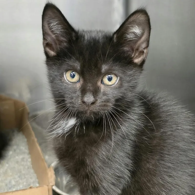 A baby small-sized male Black Domestic Short Hair cat named Ocelot for adoption in Martinsville, VA