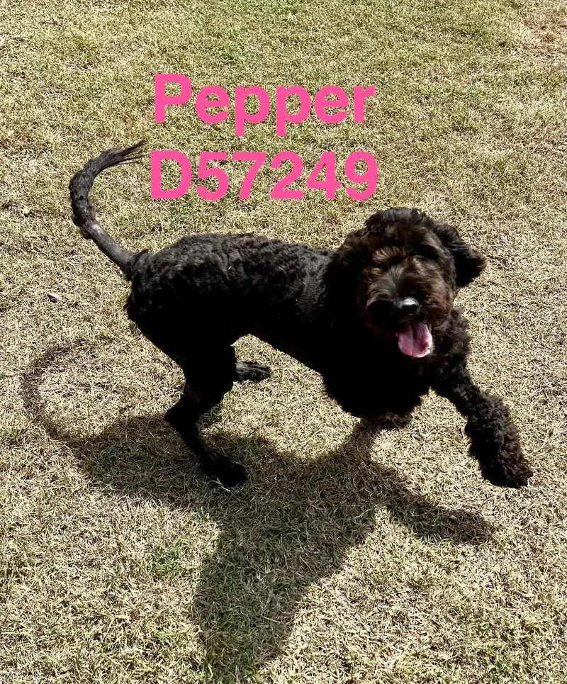 Pepper