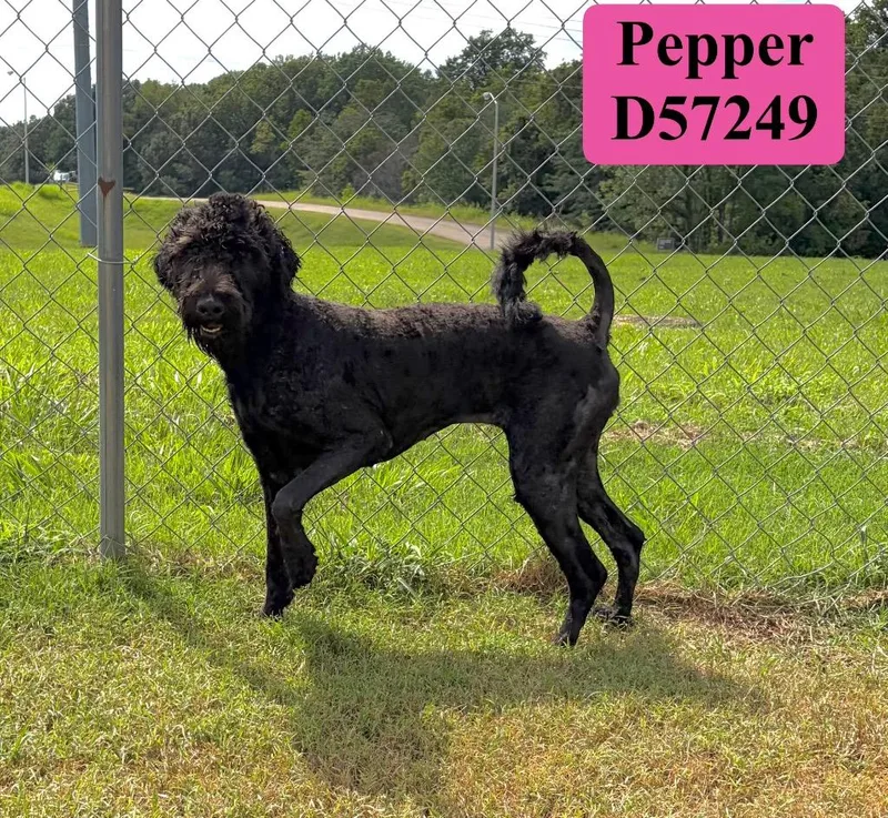 Pepper thumbnail 2