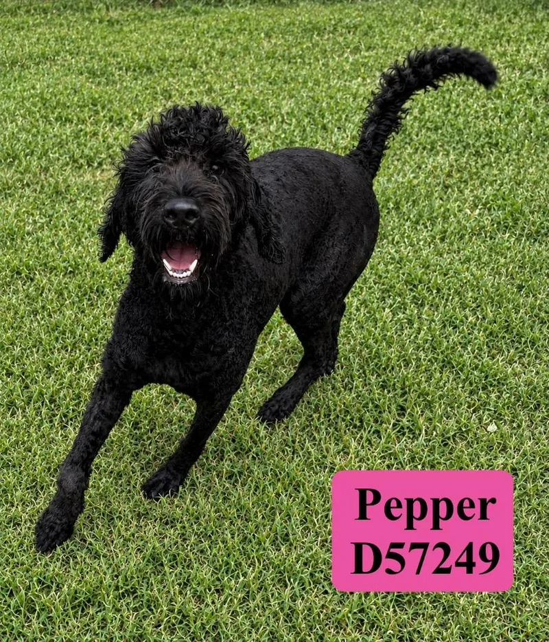 Pepper thumbnail 3