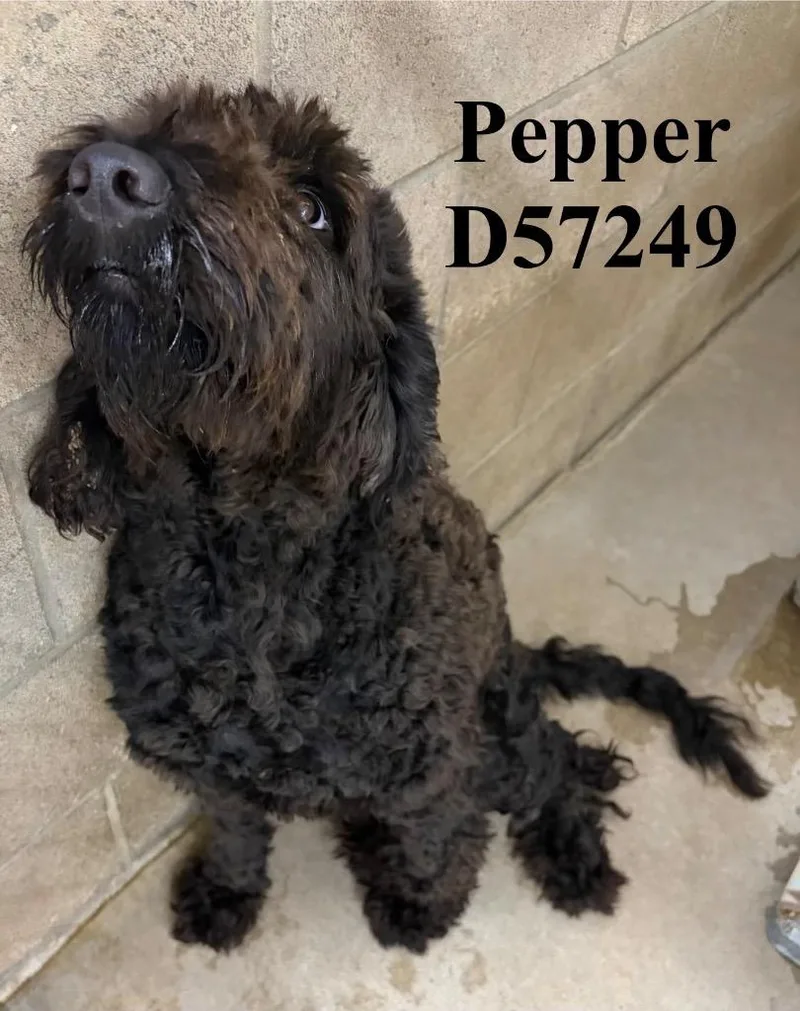 Pepper thumbnail 4