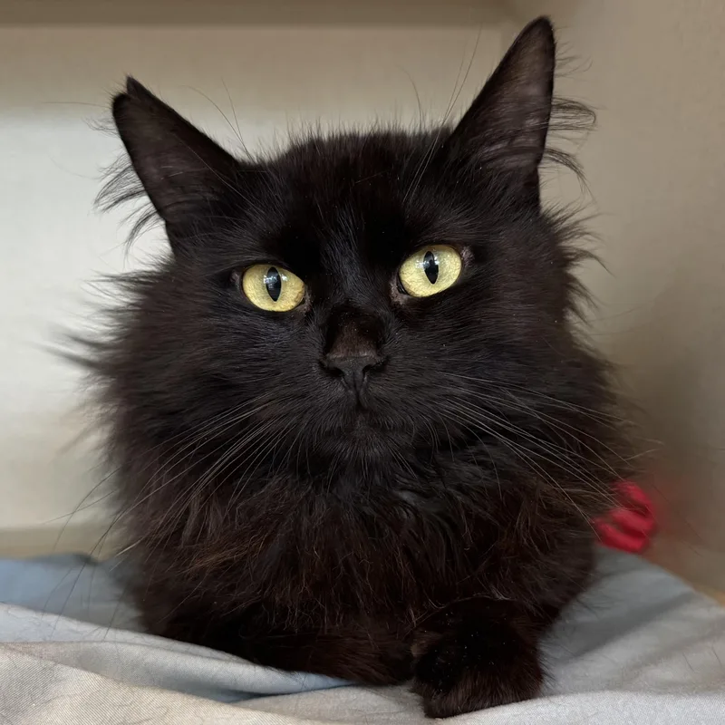An adult small-sized female Black Domestic Long Hair cat named Lorde for adoption in Eatontown, NJ