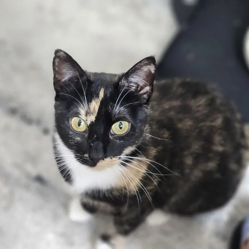 An adult medium-sized female Tortoiseshell Domestic Short Hair cat named Seraphina for adoption in Mount Laurel, NJ