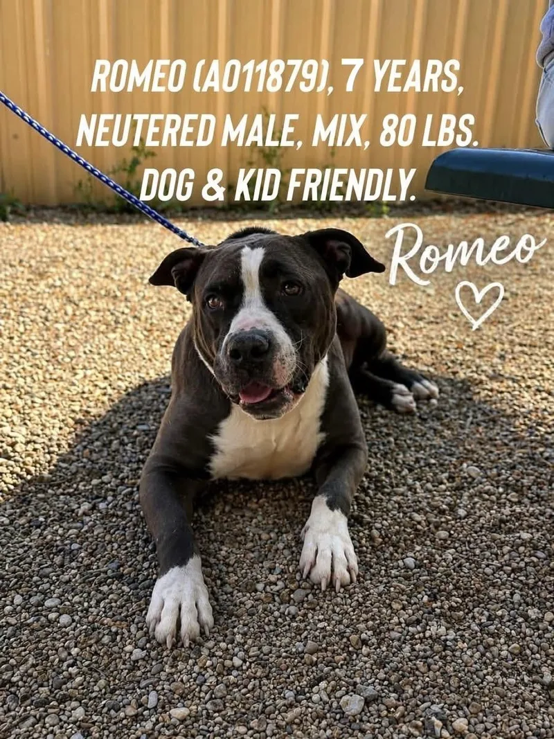Romeo