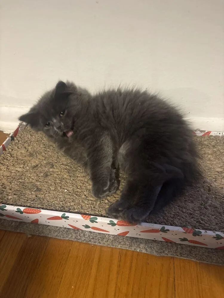 A baby medium-sized male Gray / Blue / Silver Domestic Long Hair cat named Ryland for adoption in Milltown, NJ