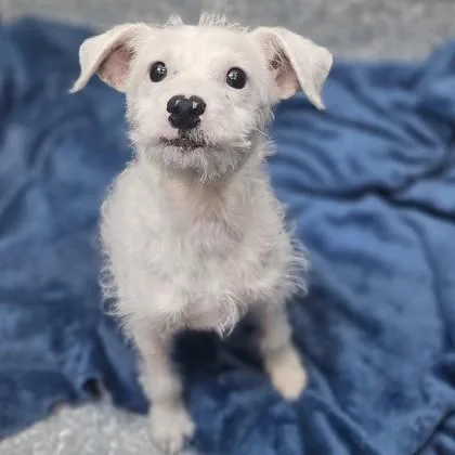 A baby small-sized female White / Cream Wire Fox Terrier dog named Bee for adoption in Santa Cruz, CA