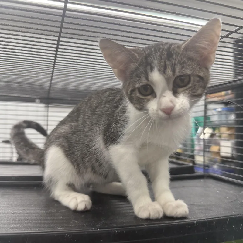 A baby medium-sized female Tabby (Brown / Chocolate) Domestic Short Hair cat named Daisie for adoption in Richmond, MO