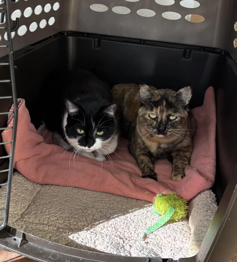An adult medium-sized female Black & White / Tuxedo Domestic Short Hair cat named Theodora And Shamu for adoption in Fresno, CA