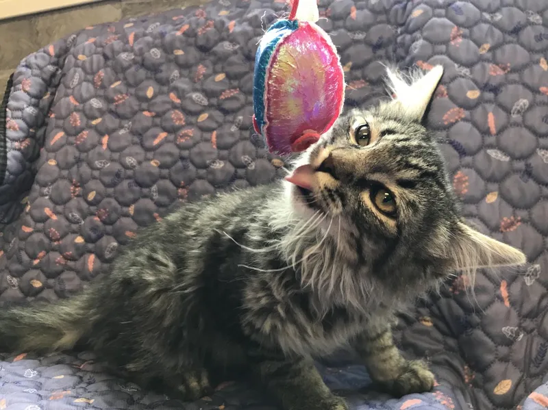 A young medium-sized male Tabby (Brown / Chocolate) Domestic Long Hair cat named Scissors for adoption in Buena Vista, CO