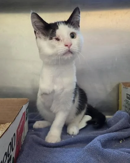 A baby small-sized male Domestic Short Hair cat named Sauron for adoption in Westland, MI